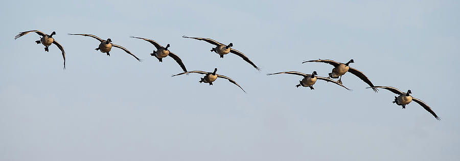 Landing Geese Photograph by Jeffrey PERKINS