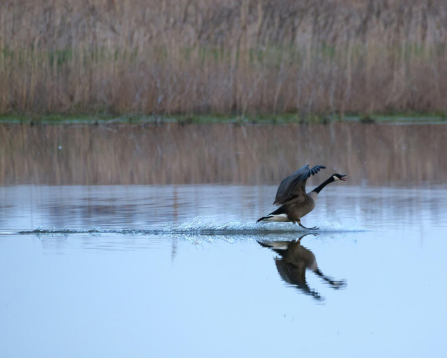 Landing Goose Photograph by Flinn Hackett
