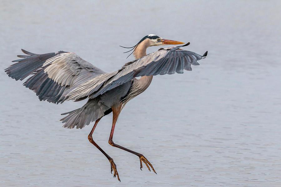 Landing Heron Photograph by Liza Eckardt