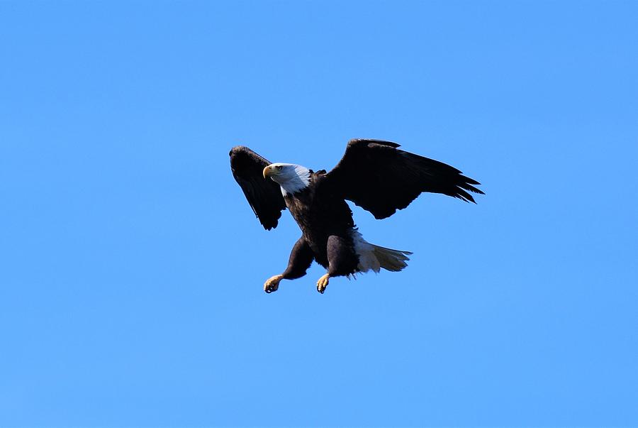 Landing Photograph By Jo Ann Matthews Fine Art America 7036