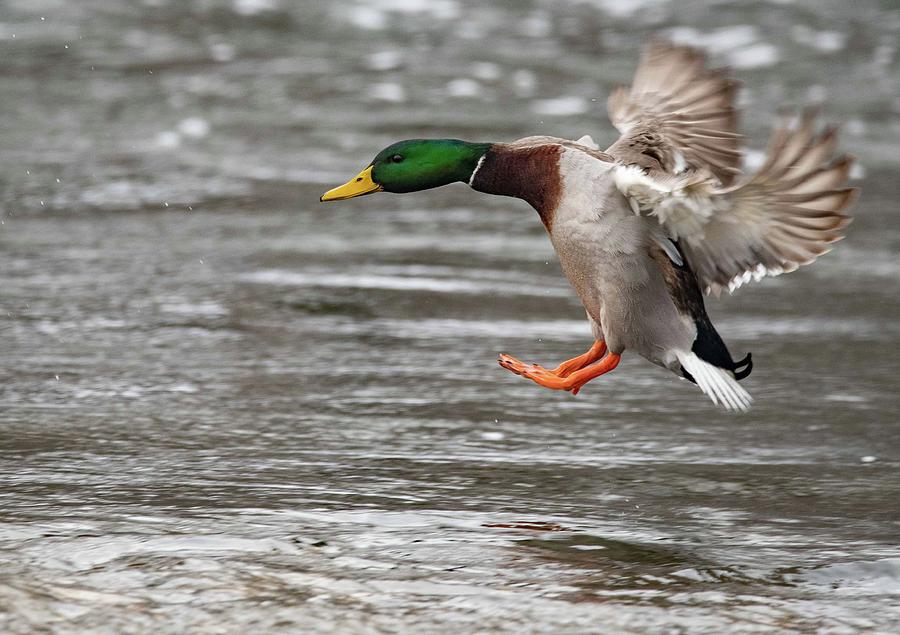 Landing Mallard Photograph by David Bearden - Fine Art America