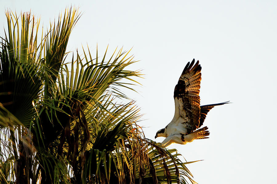 Landing Photograph by Nate Collins - Fine Art America