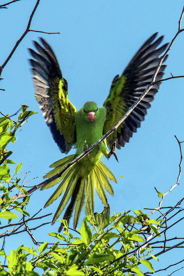 Landing of the Rose-ringed Parakeet Photograph by William Bitman