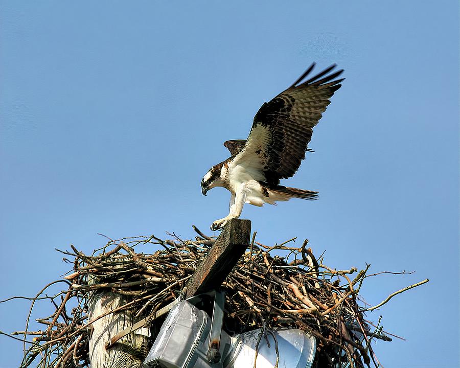 Landing Osprey 1 Photograph by Daniel Beard - Fine Art America