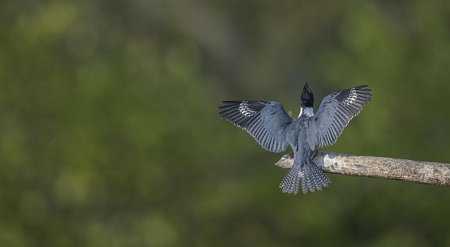 Landing Patterns of a Belted kingfisher Photograph by Puttaswamy Ravishankar
