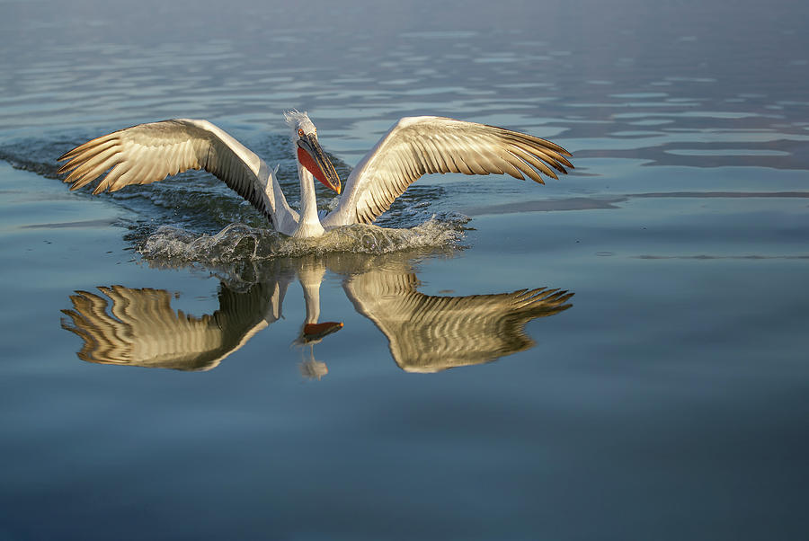 Landing pelican - Lake Kerkini Photograph by Jivko Nakev