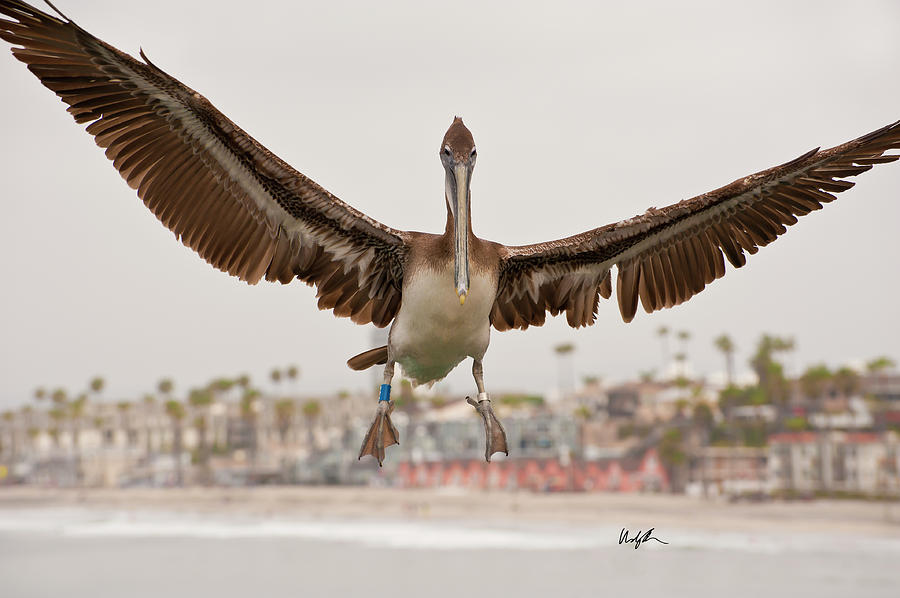 Landing Photograph by Windy Osborn