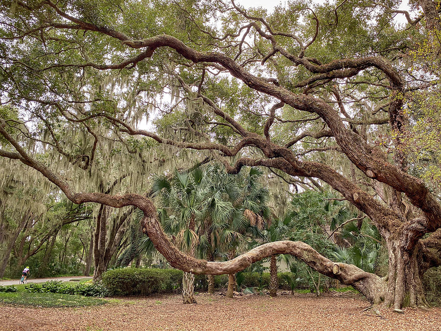 Landmark Oak, Amelia Island, Florida Photograph by Dawna Moore Photography