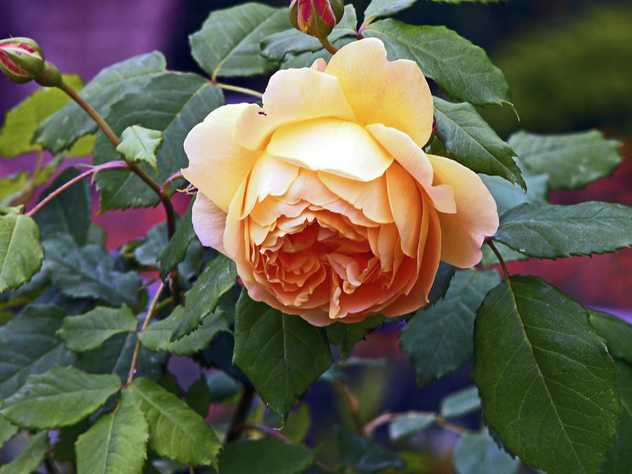 LANDSCAPE. A Single Rose. Photograph by Lachlan Main