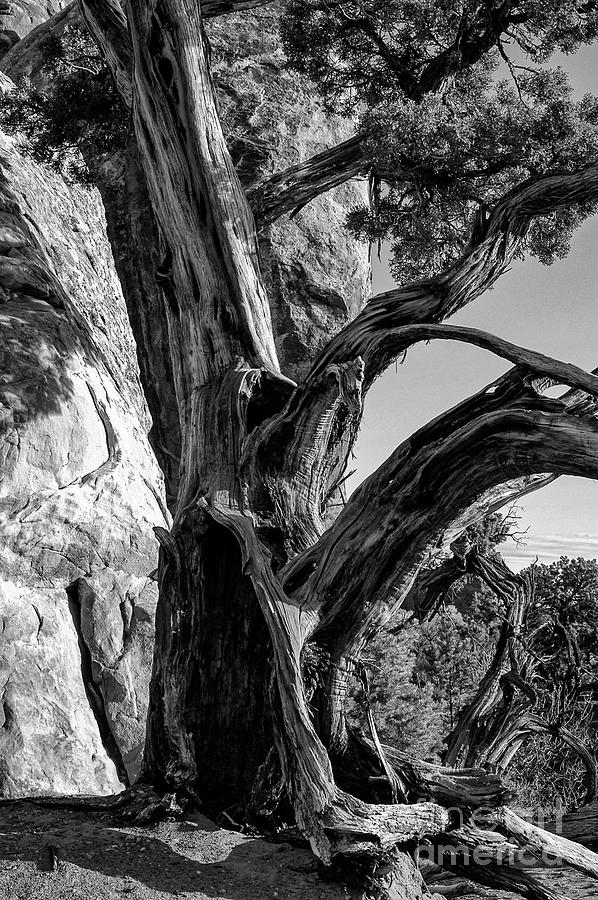 Landscape Arch Trail Tree Two 2 Photograph by Bob Phillips