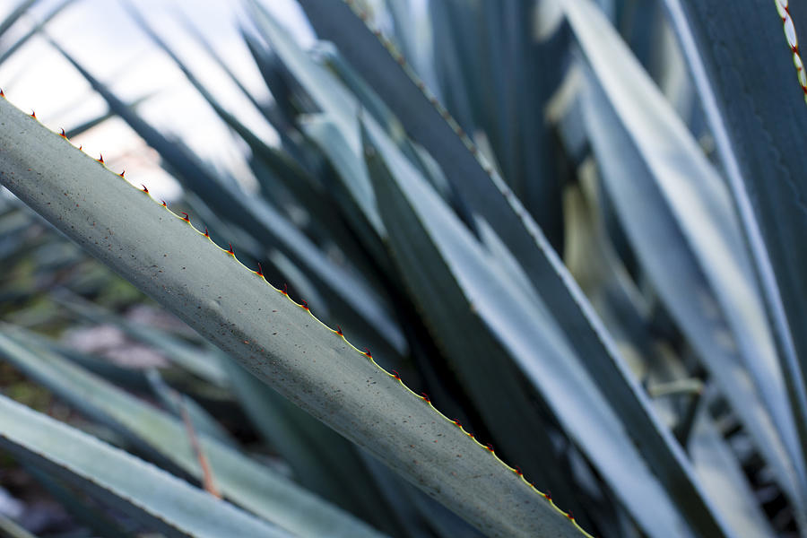 Landscape Blue Agave Photograph by Showing the world ..