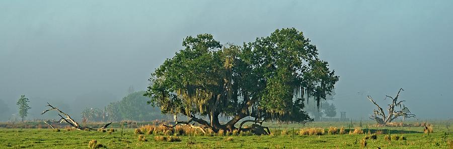Landscape of Lone Tree Photograph by Douglas Barnett