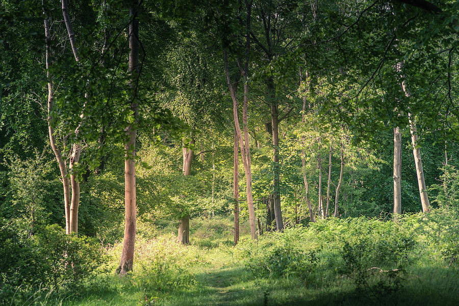 landscape-of-lush-young-green-forest-wit