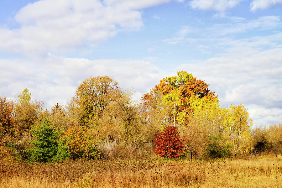 Landscape of meadow with beautiful wooded area in the autumn Photograph ...