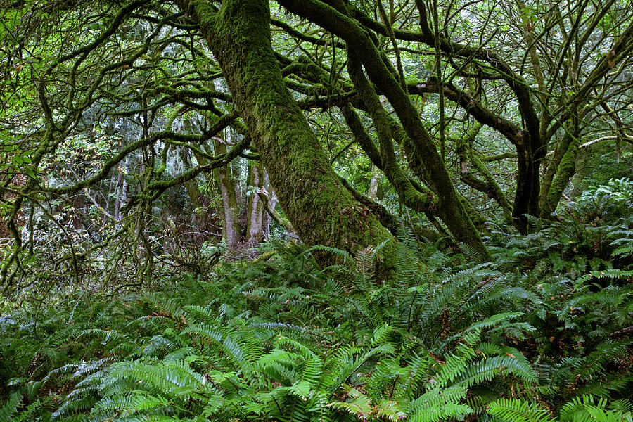 Landscape of Point Reyes Photograph by Emmanuel Rondeau - Fine Art America