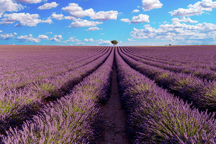 Landscape of Provence Photograph by Pietro Ebner