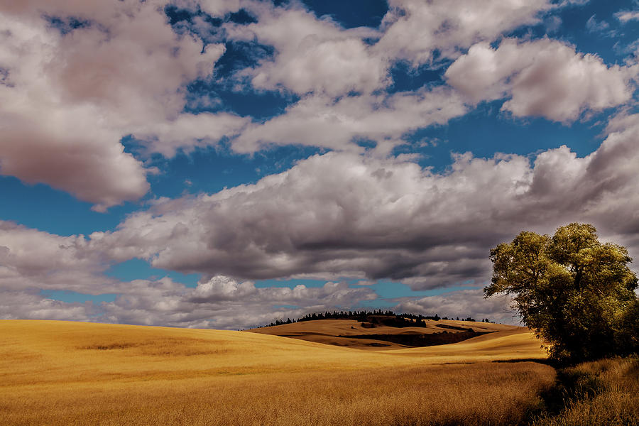 Landscape of the Palouse Photograph by David Patterson