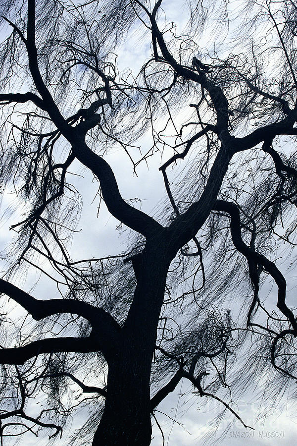 bare trees photography - Willow Tree in Winter Photograph by Sharon Hudson