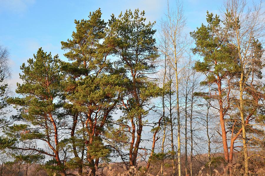 Landscape Photograph by Sergei Fomichev Landscape Photograph by Sergei Fomichev