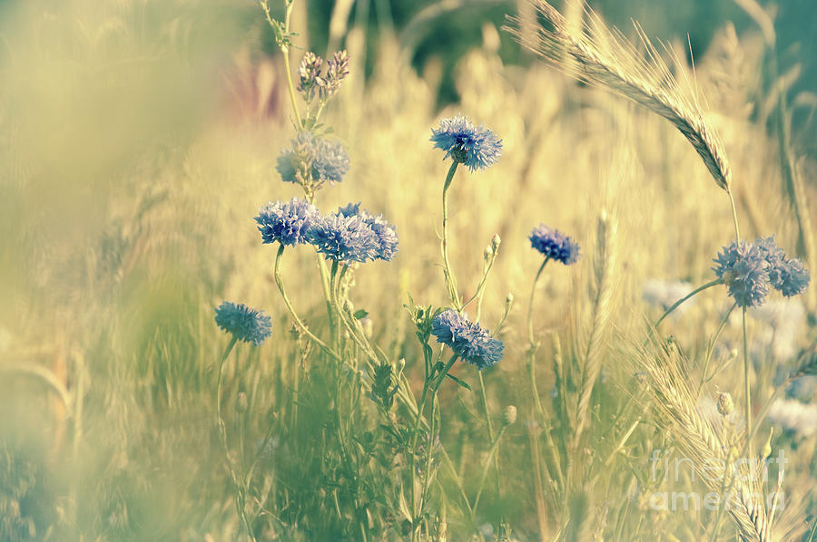 Landscape with cornflowers Photograph by Elena Dijour - Fine Art America