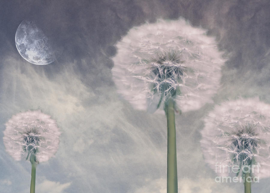 Landscape with dandelions Digital Art by Bruce Rolff