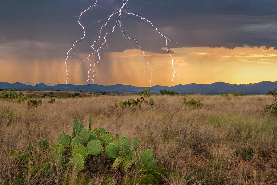 Landscape with desert with cacti at sunset during storm, Bueno Aires National Wildlife Refuge, Arizo Photograph by Panoramic Images