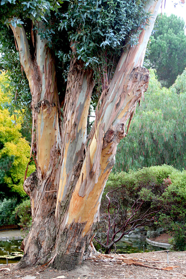 Landscape with Eucalyptus Photograph by Masha Batkova