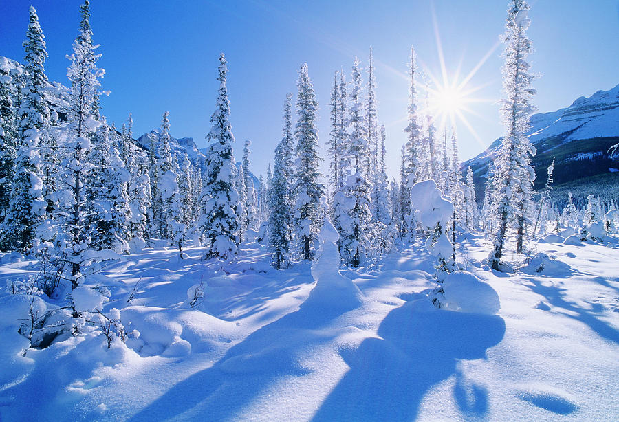 Landscape with evergreen trees covered in snow under sunny sky, Banff National Park, Alberta, Canada Photograph by Panoramic Images