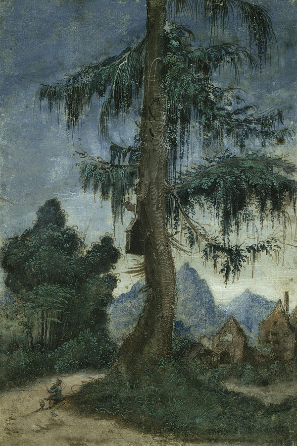 Landscape with Spruce Drawing by Albrecht Altdorfer