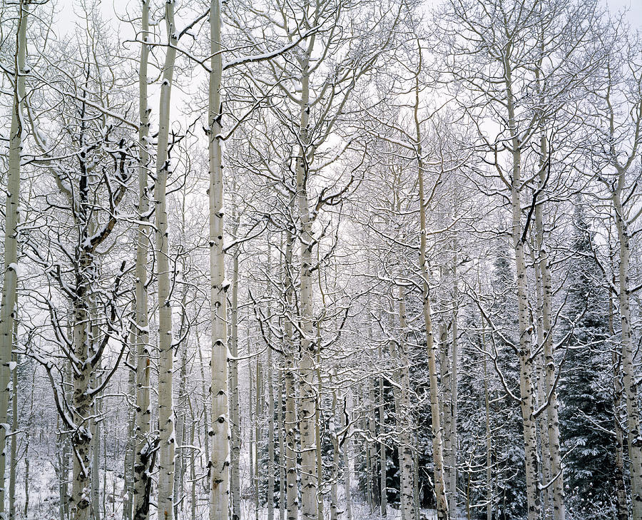 Landscape with view inside of forest in winter, Vail, Colorado, USA Photograph by Panoramic Images