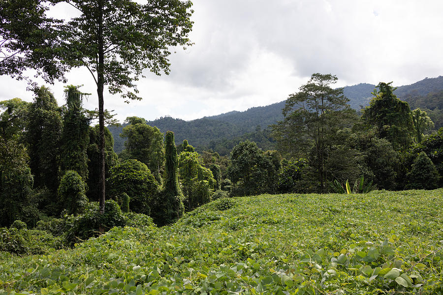 Landscaped forest, Sapulut-Kalabakan road, Borneo Photograph by Vyacheslav Argenberg