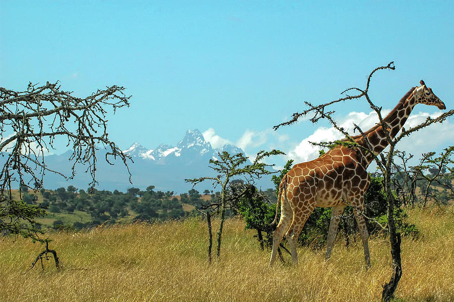 Landscaped Giraffe Photograph by Steve Templeton