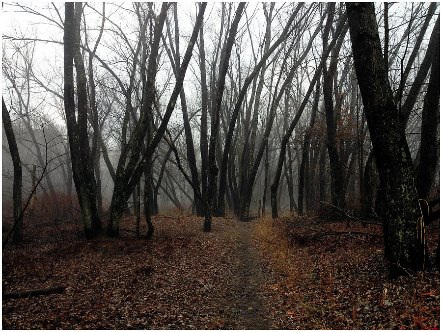 Langdon Woods in Fog Photograph by Wayne King