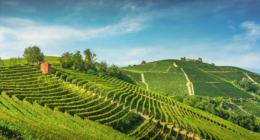 Langhe hills and vineyards  Serralunga Alba, Piedmont Photograph by Stefano Orazzini