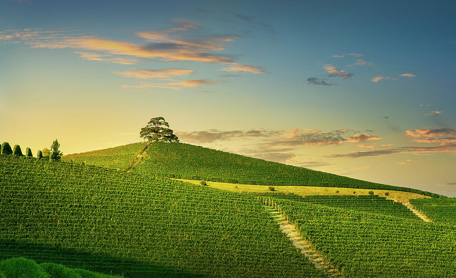 Cedar of Lebanon tree in Langhe Photograph by Stefano Orazzini