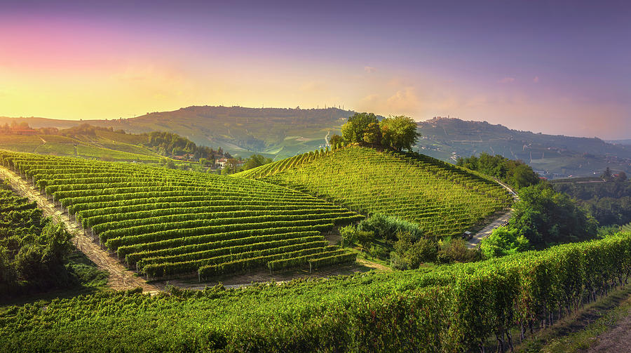 Langhe vineyards and trees on top of the hill Photograph by Stefano Orazzini