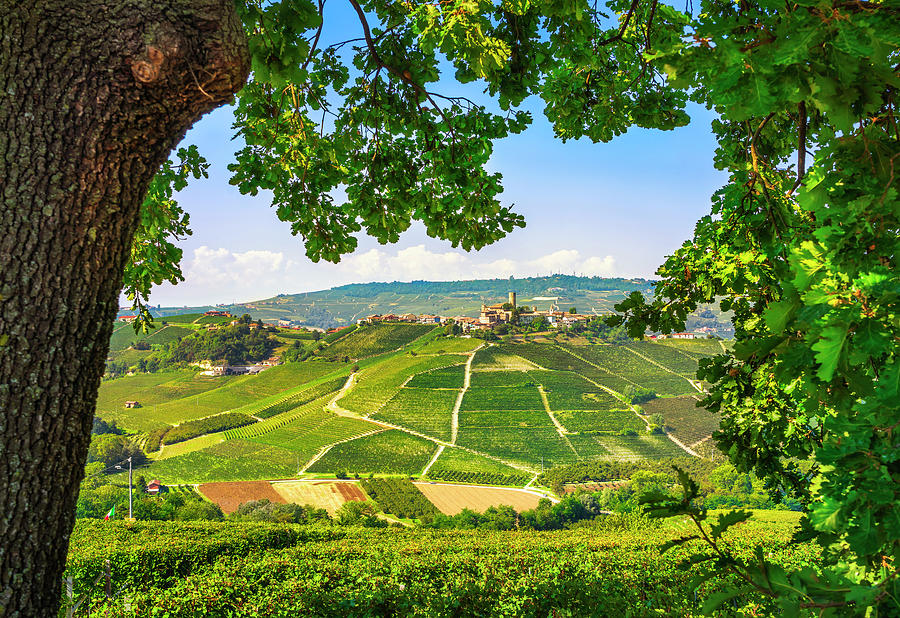 Langhe vineyards, Castiglione Falletto village and a tree. Photograph by Stefano Orazzini