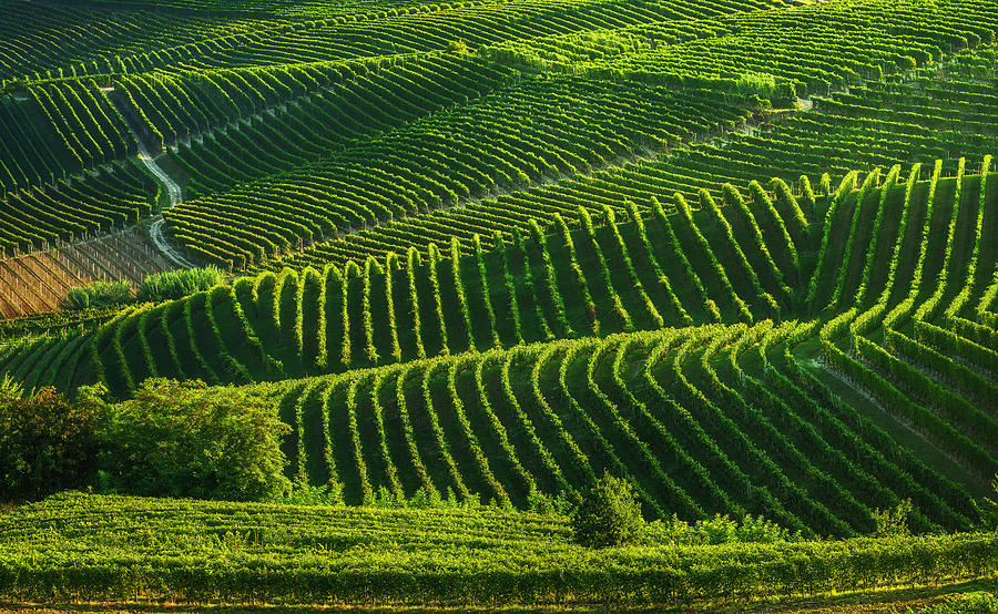 Langhe vineyards sunset abstract panorama. Barbaresco, Piedmont, Photograph by Stefano Orazzini