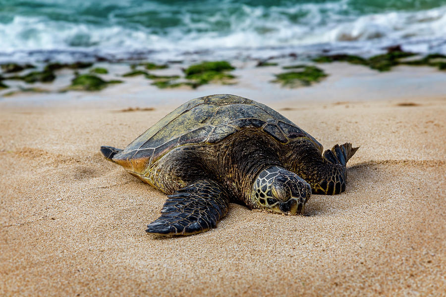 Laniakea Nap Photograph by Kelley King - Fine Art America