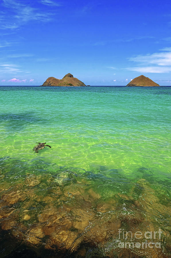 Lanikai Beach Photograph - Lanikai Beach Sea Turtle by Aloha Art
