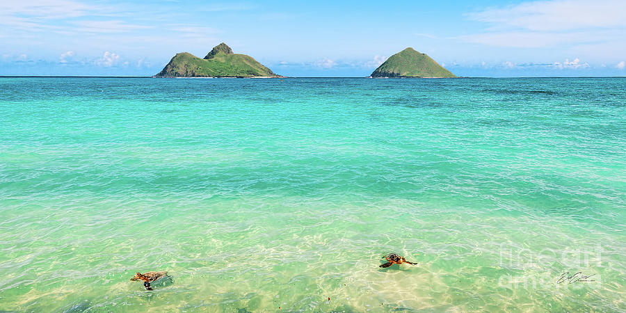 Lanikai Beach Two Sea Turtles and Two Mokes 2 to 1 Ratio Photograph by Aloha Art