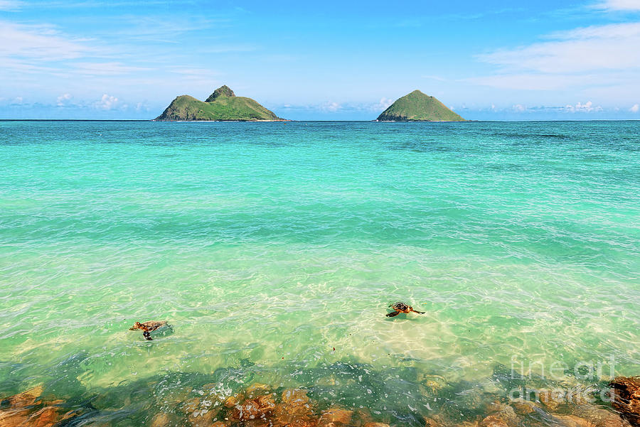 Lanikai Beach Photograph - Lanikai Beach Two Sea Turtles and Two Mokes by Aloha Art