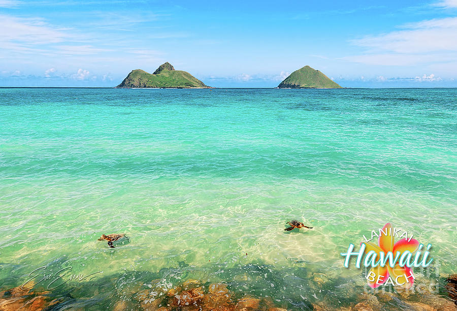 Lanikai Beach Two Sea Turtles and Two Mokes Post Card Photograph by Aloha Art