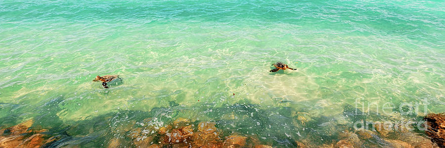Lanikai Beach Two Turtles Near Shore Photograph by Aloha Art