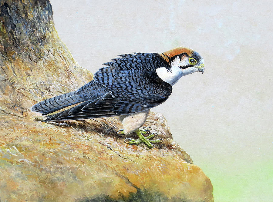 Lanner Falcon Painting by Barry Kent MacKay