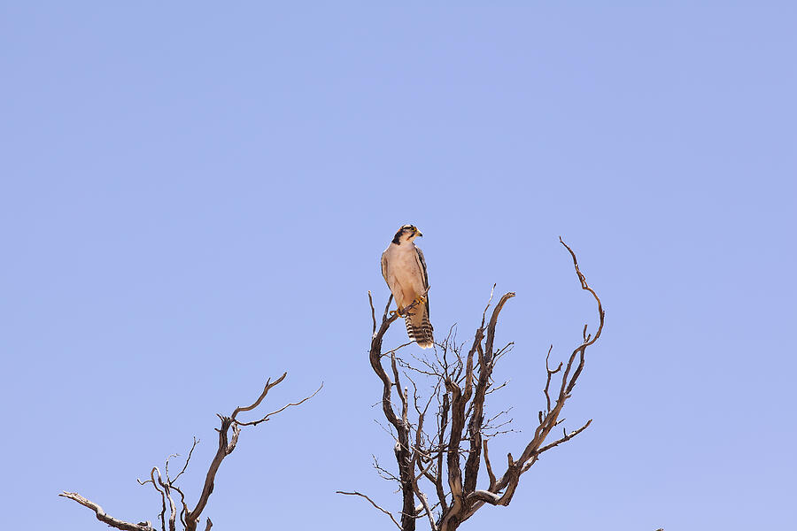 Lanner falcon Photograph by Cormac McCreesh Lanner falcon Photograph by Cormac McCreesh