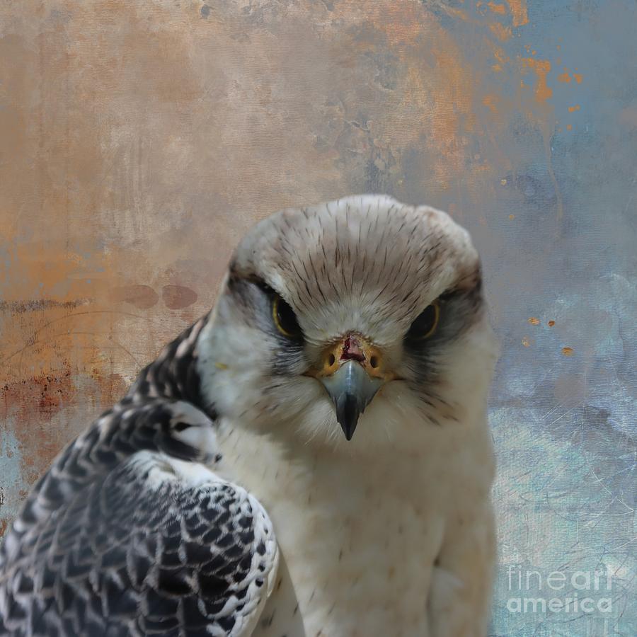 Bird Photograph - Lanner Falcon by Eva Lechner