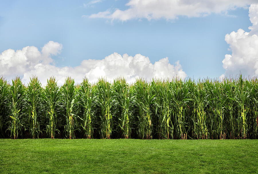 Lansing Farm site in Dyersville Photograph by The Luxury Art Collection Lansing Farm site in Dyersville Photograph by The Luxury Art Collection