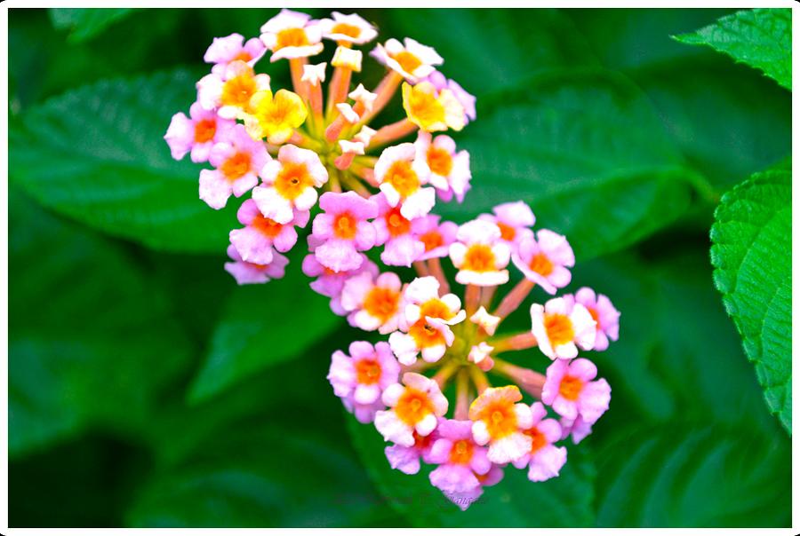 Lantana Camara Photograph by Sonali Gangane - Fine Art America