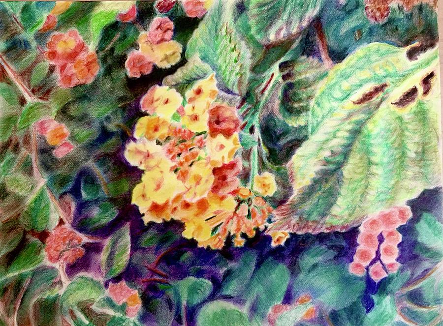 Lantana florecida Drawing by Jess Conde - Fine Art America